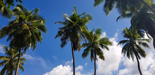Fototapeta na wymiar selective focus, nature with palm trees on the island