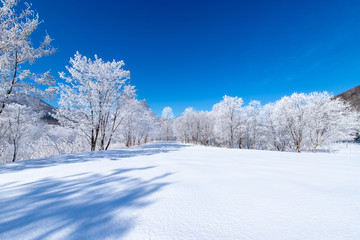 Obraz premium 北海道の冬の風景 富良野の樹氷