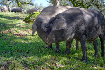 Naklejka na ściany i meble iberian pigs in the meadow