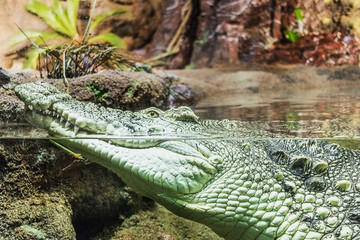 Cayman crocodile profile close-up with teeth half in the water and the outside