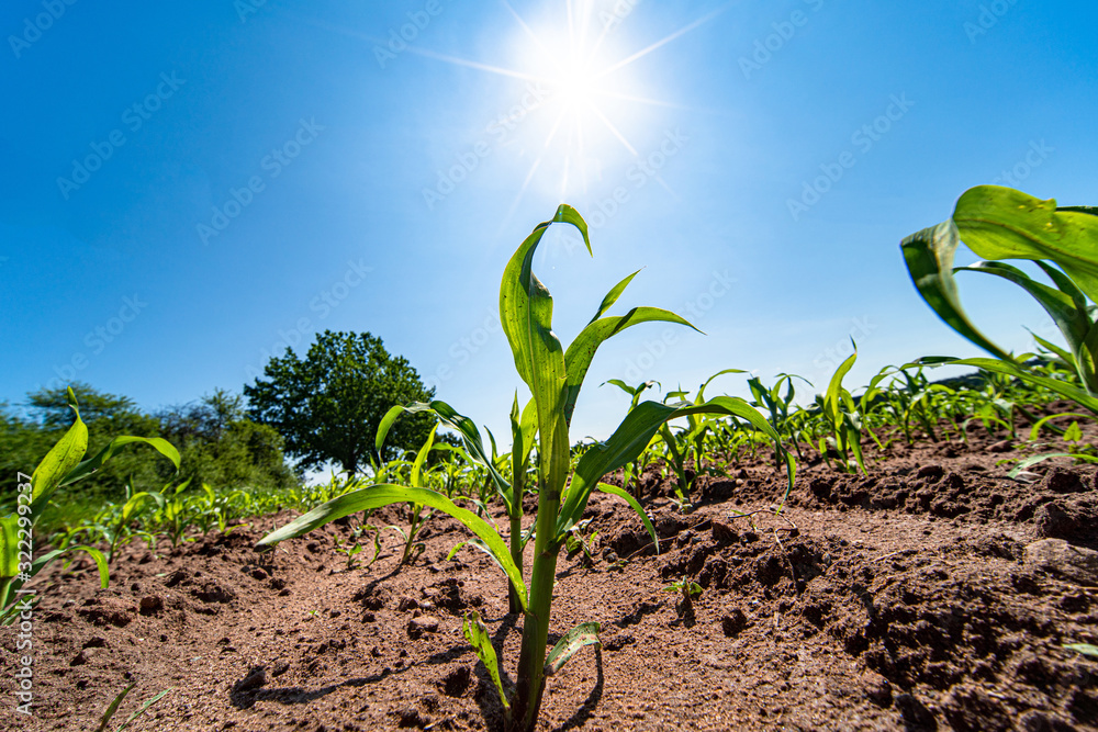 Canvas Prints Agricultural field with corn seedlings