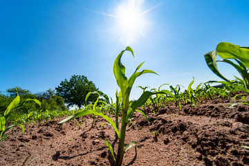 Agricultural field with corn seedlings