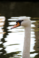 retrato de un cisne en el agua