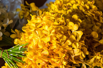 Beautiful yellow orchid flowers closeup.