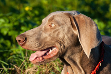 junger weimaraner vorstehhund im sonnenuntergang 