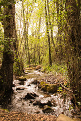 Paisaje de un rio rodeado de arboles en un bosque