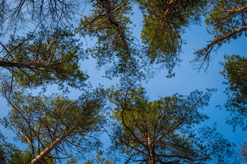 Obraz premium crown of pine on a background of blue sky