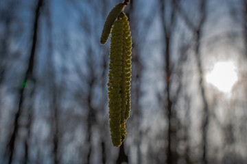 birch seeds on a background of forest and sky
