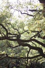 Fototapeta premium Paisaje de las ramas de los arboles