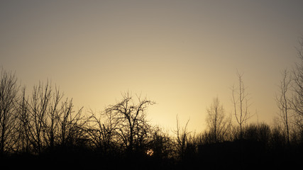 The setting sun behind the trees, the magic hour