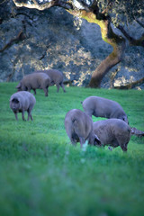 iberian pigs in the meadow