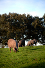 iberian pigs in the meadow