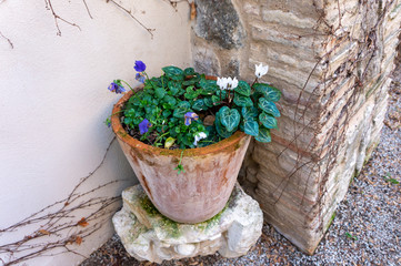 A cyclamen flower pot in a garden in winter, Spain