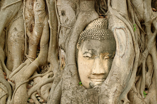 Sandstone Buddha Image's Head Trapped in the Tree Roots at Wat Mahathat Ancient Temple, UNESCO World Heritage Site in Ayutthaya, Thailand
