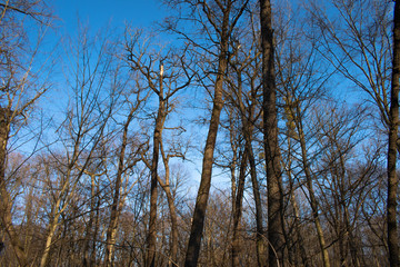 old forest against the blue sky