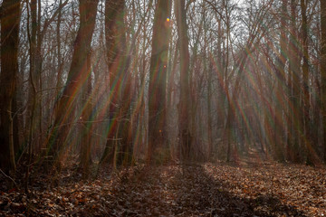 sun rays on the background of the forest