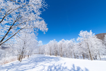Obraz premium 北海道の冬の風景 富良野の樹氷