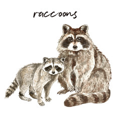Watercolor illustration of wild raccoons. Hand painted little baby and mom raccoon, isolated on white background. Forest animals.