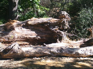 Fototapeta premium Fallen tree