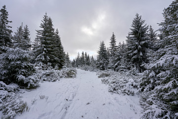 Fototapeta na wymiar Winter landscape in the harz mountains