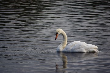 Obraz premium white swan