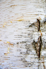 Birch bark