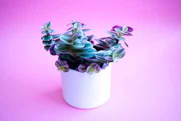 Purple garden of Tradescantia Nanouk  a potted plant. Houseplant hanging flowerpot on a purple...