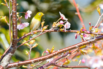 野鳥　メジロ