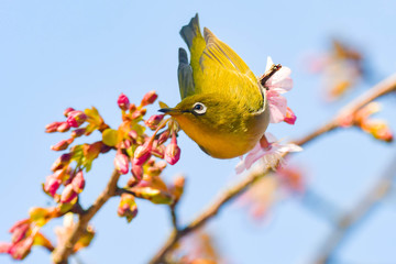 野鳥　メジロ