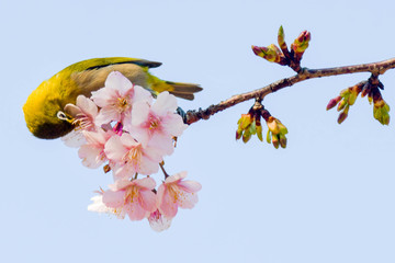 野鳥　メジロ