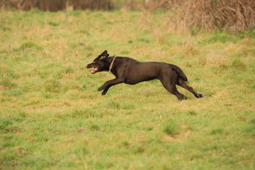 dog running in the field