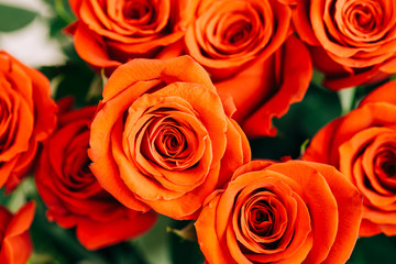 Red Fresh Roses on the white background , selective focus
