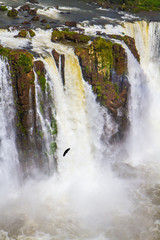  Andean condors fly on waterfalls Iguazu