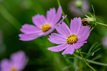 Obraz premium ピンクの秋桜