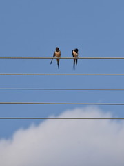 Two swallows on the wire   like notes on the sheet music with sky and cloud background