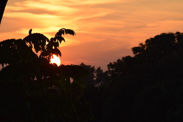 Naklejka premium silhouette of tree in sunset