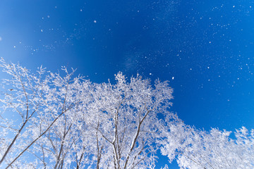 北海道の冬の風景　富良野の樹氷