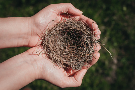 Small bird's nest. Bird's nest in women's hands