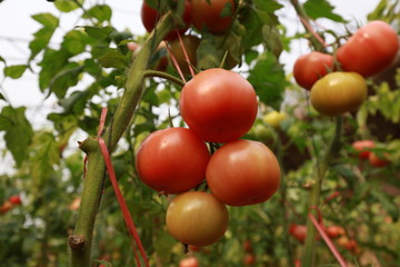 Ripening tomatoes in greenhouses