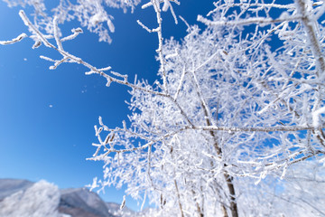 北海道の冬の風景　富良野の樹氷