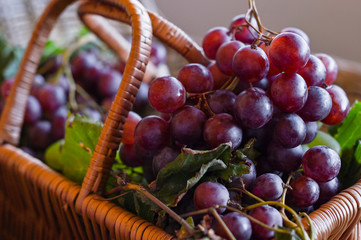 Grapes In A Basket . In a country house. Collection of selected grapes for homemade wine. Ecological products