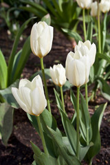 Fototapeta na wymiar White tulips