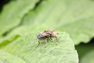 Syrphidae in natural state, North China