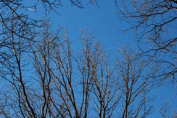 Look up through the Trees Without Leaves In the Winter With Blue Sky.