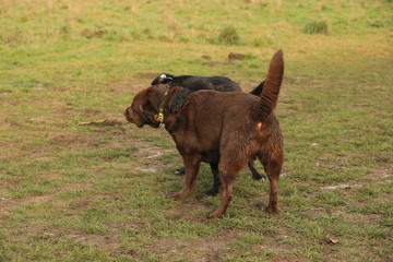 cow in field