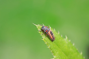 Ladybug larvae parasitized by mites on leaves, North China