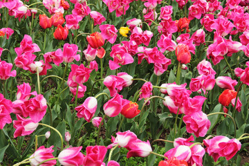 beautiful colored tulips on a field, postcard or greetingcard for mother day and easter