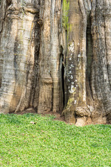 Millennium Teak tree trees in the forest./Background/texture.