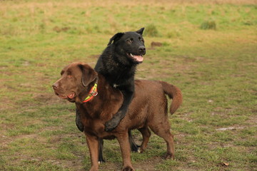 two dogs playing in park