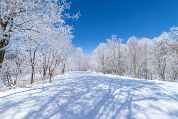北海道の冬の風景　富良野の樹氷